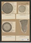 Coscinodiscus oculus-iridis var. morsianus Grun. (de-Toni-Nr.: Genus 202, Species 5054) Zeichnungen Sammlung Grunow Nr. 8806 (NHMW-BOT-W0378412)